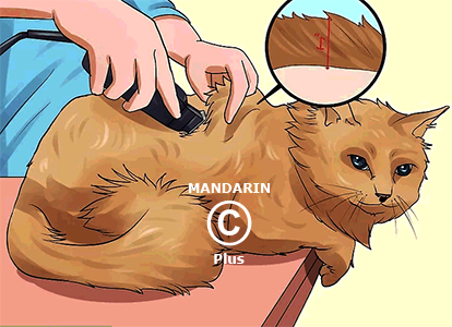 длина стрижки кошки